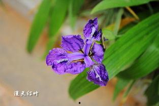 紫蝴蝶,翩翩起舞的神秘使者