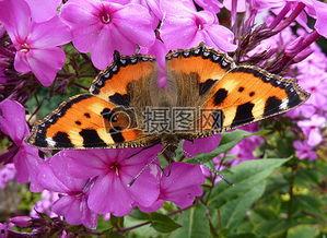 紫蝴蝶,翩翩起舞的神秘使者