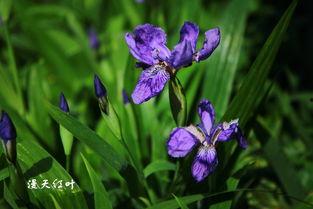 紫蝴蝶,翩翩起舞的神秘使者