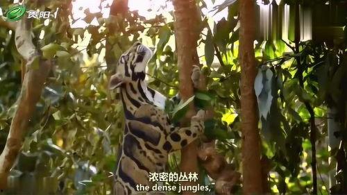 猫科动物：奇妙的动物家族,探索奇妙的动物家族