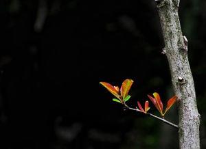 诱春枝,唤醒冬眠的生机，探寻春天的秘密